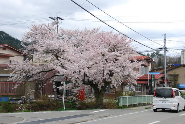 沿路都是櫻花~~