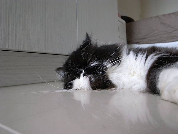 卡拉也是來個炎炎夏日正好眠呀