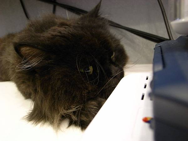 我們後來不給黑皮靠太近這些機器