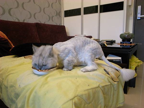 卡妞吃飯的樣子...有沒有虎背雄腰