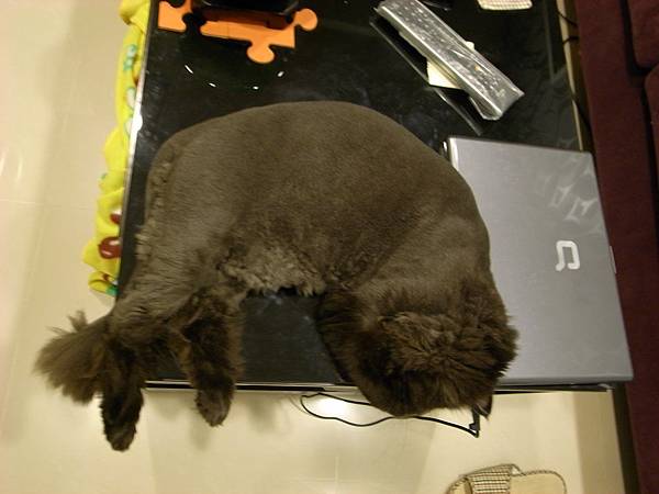 黑皮常常會睡在這~