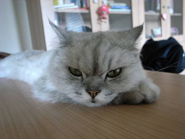 卡妞常常這樣睡