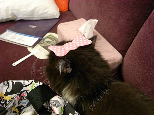 偷偷放頭上成攻