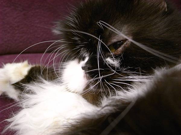 卡拉眼睛旁邊結黑黑的痂~老大給他撥掉就變這樣~壞老大