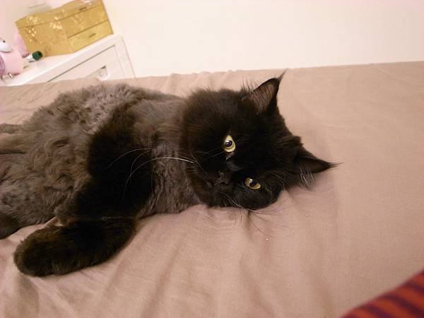 黑皮超愛睡我們的床~