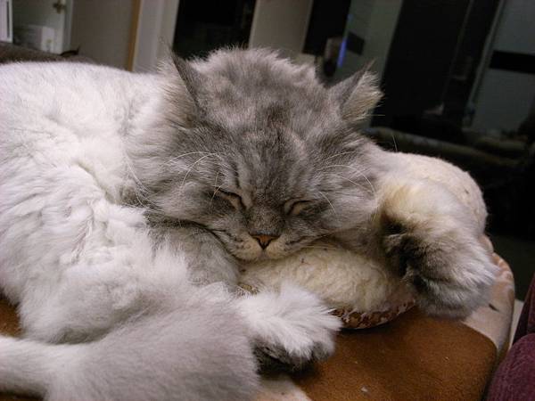 他們都愛這個小墊子~