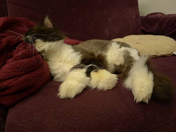 每次都覺得他的頭應該很酸...