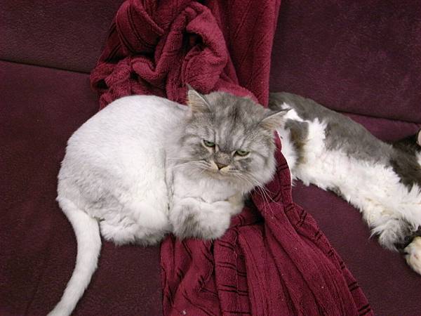 跟爸爸靠很近呀~