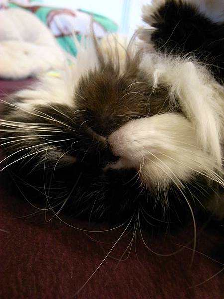 卡拉睡到翻過來..好可愛~