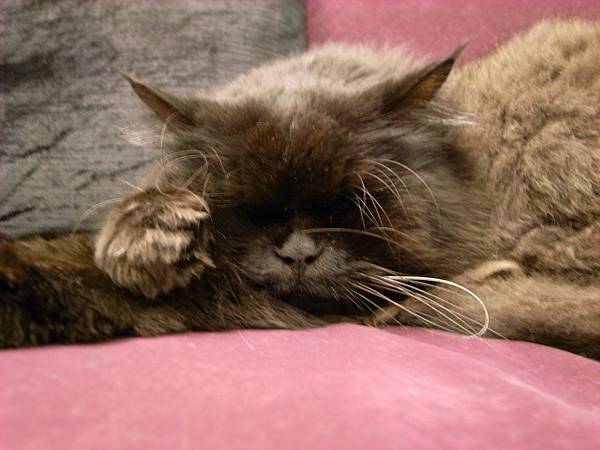 這張黑黑手手好可愛~