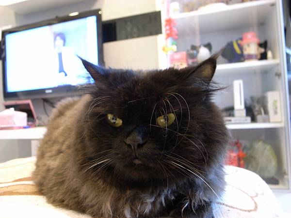 灰皮常常在腳椅上度過一天~