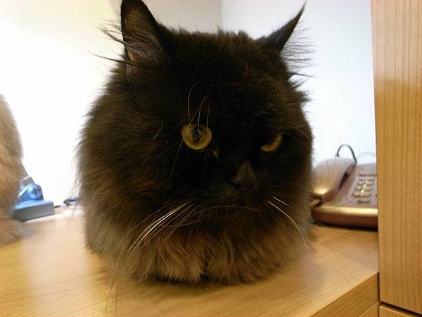 他很乖會在旁邊躺好~