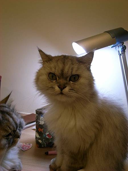 卡妞的臉就很好笑~