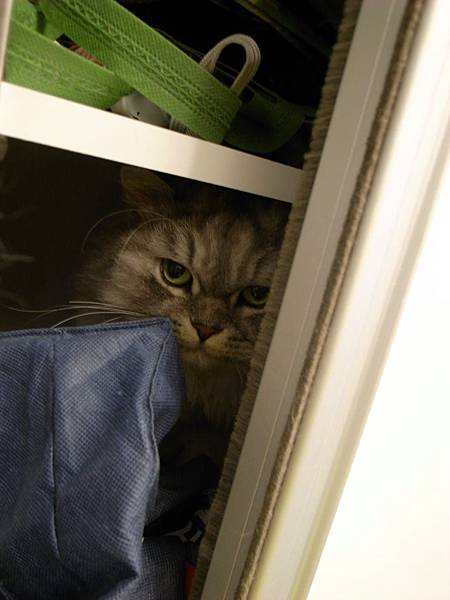 灰皮機乎每天都會進來~