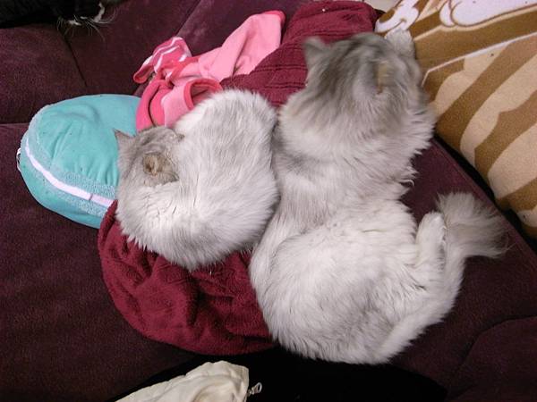 卡妞又躺高處了...