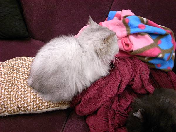 卡妞這樣還是躺高處ㄛ~