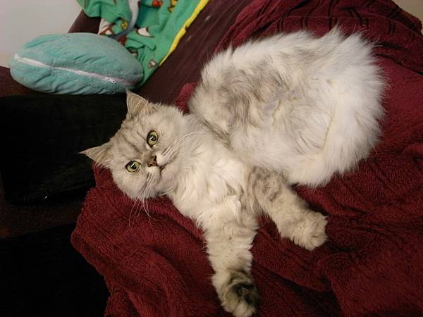 結果又給我躺這樣~好可愛~