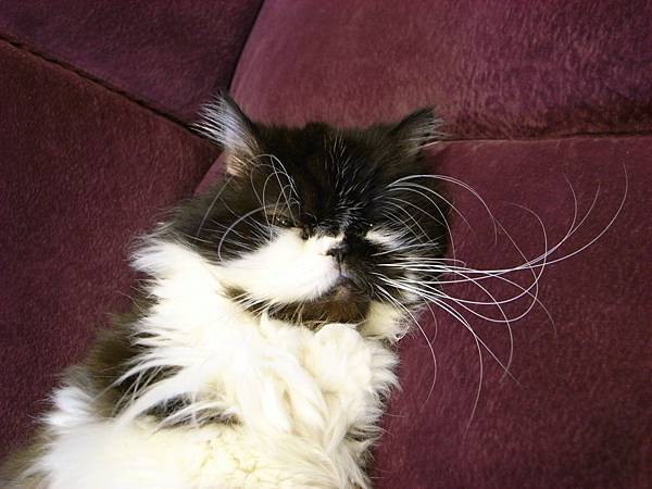 看他眼睛都張不開了~