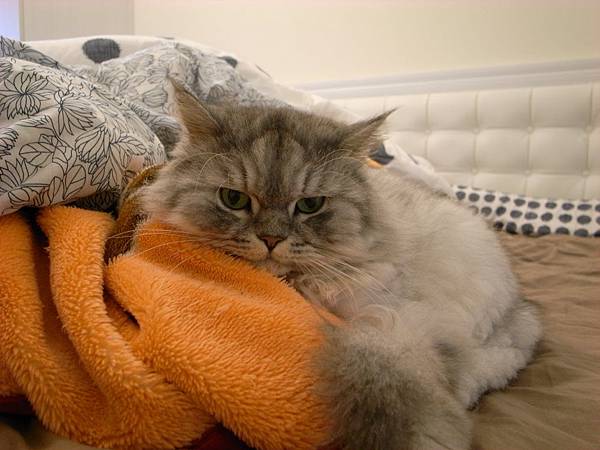 趴著好好睡的灰皮~