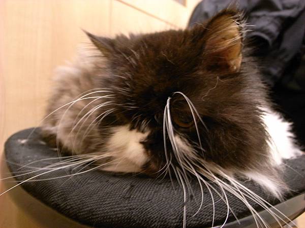 卡拉在電腦椅上睡~