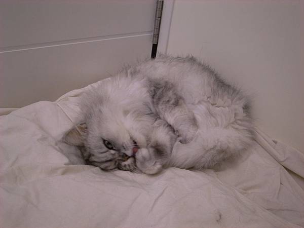 五斗櫃上的卡妞..舔舌頭