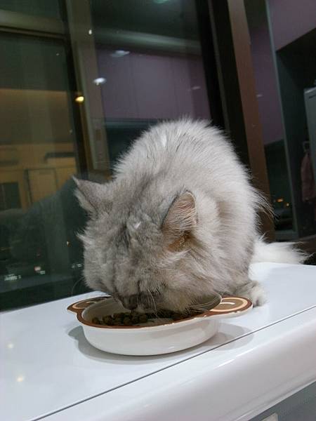 卡妞是我們家無處不吃貓~