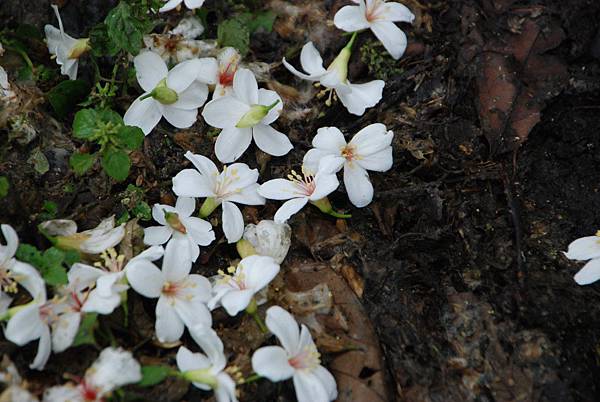 油桐花