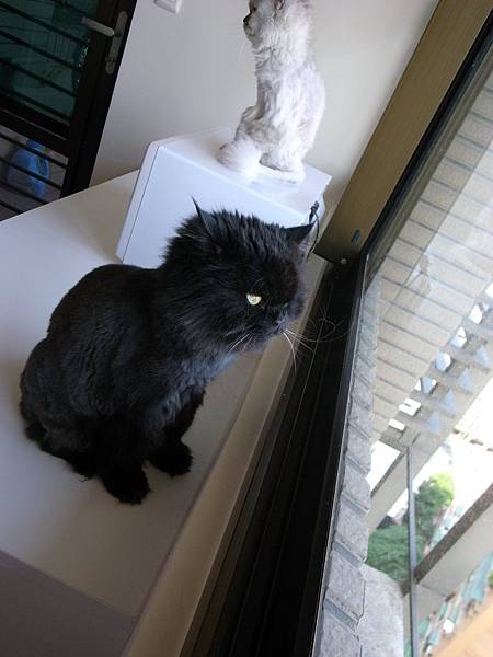 黑皮不知道看到啥這樣認真~