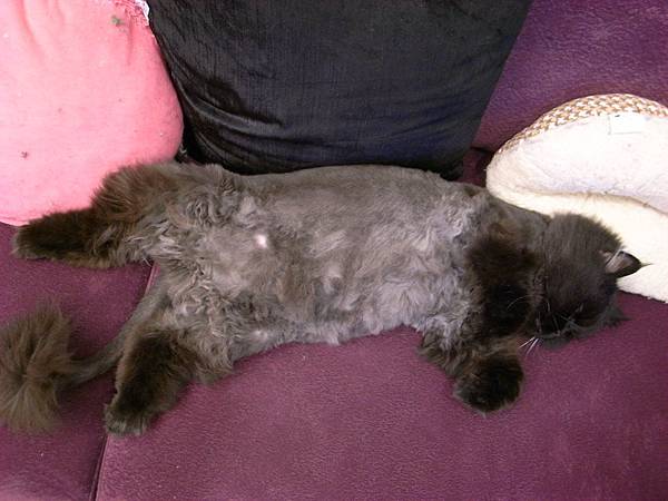 不然就來沙發上暈倒~