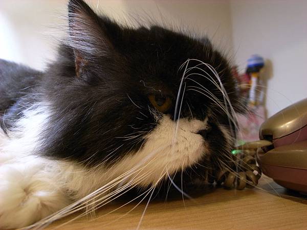 卡拉常常都是愛睡臉