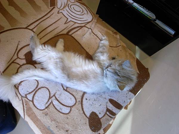 卡妞瘦到肚子ㄠ進去啦~