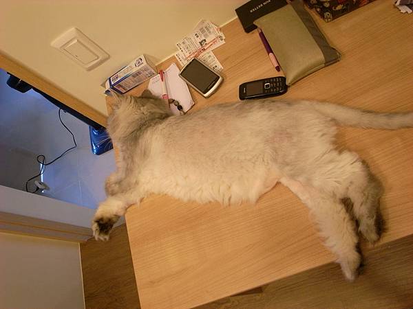 這隻貓有多愛伴讀呀...超愛擠這個位置~