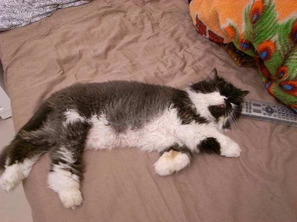 卡拉手毛真的很長~