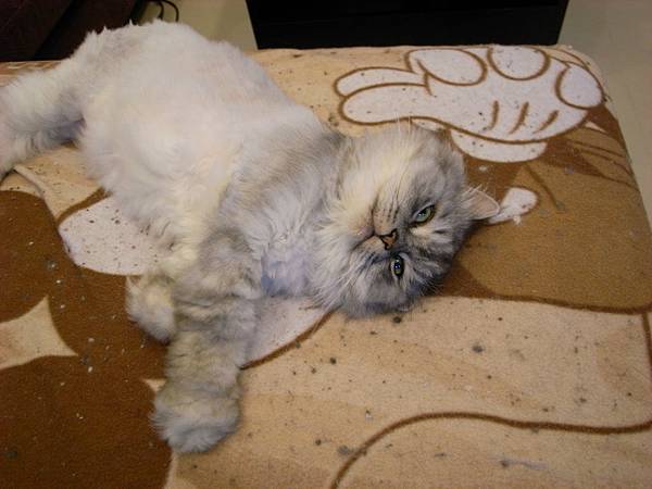 灰皮嘴巴好任性~