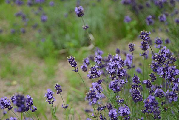 又是院子就有薰衣草~
