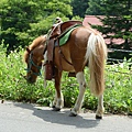 路邊還給我停一匹馬