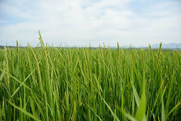 還沒有變黃的麥耶