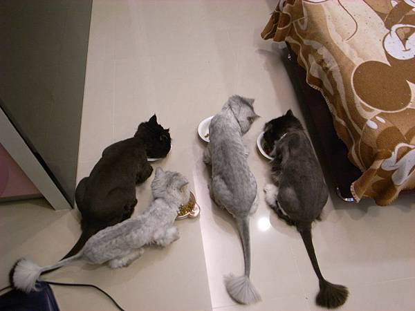 卡拉開始吃自己的~灰皮還在看他的~