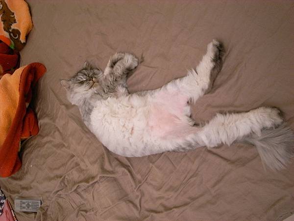 灰皮也睡到翻肚子~