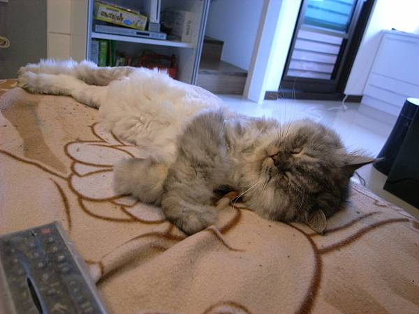 灰皮睡成這樣好可愛~