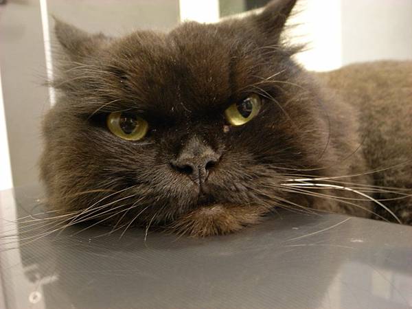 黑皮這樣的臉好可愛但有點壞