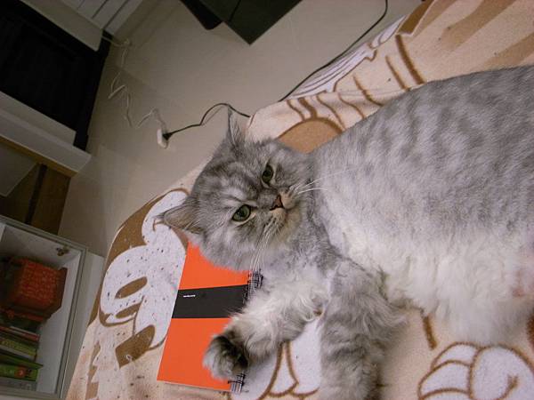 灰皮舔一舔看後面~