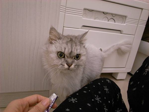 是個愛聞貓草的卡妞