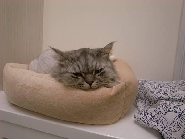 灰皮的MAN墊,不過我洗過後他就不賞臉~