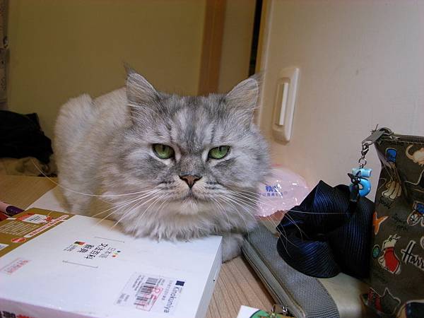 灰皮超盡責當書僮的~