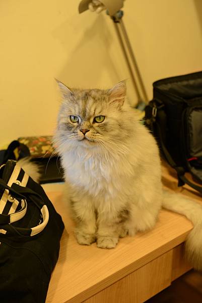 貓咪看到我們回家都過來聞~