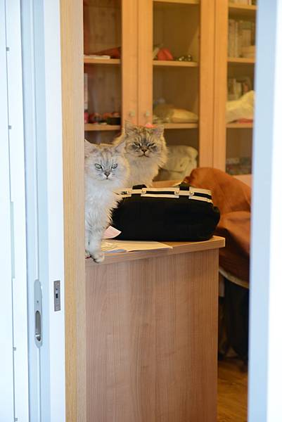 這兩隻貓的眼睛都一條線了~