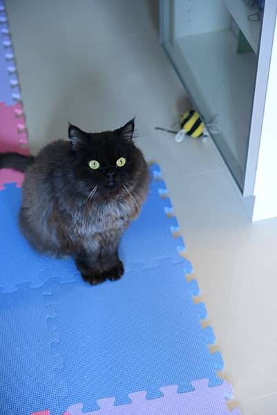 黑皮以為我們要給他吃~