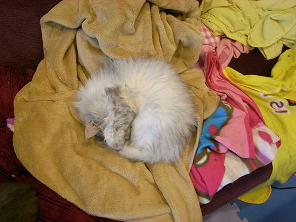 後來老大撲了這個,卡妞愛了~還抱臉勒