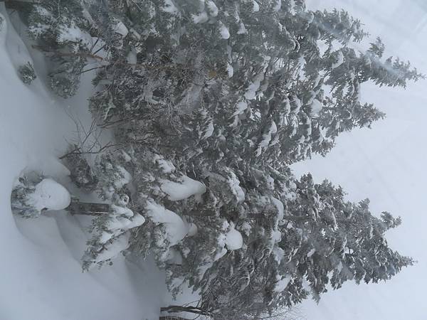 樹上都有雪~~